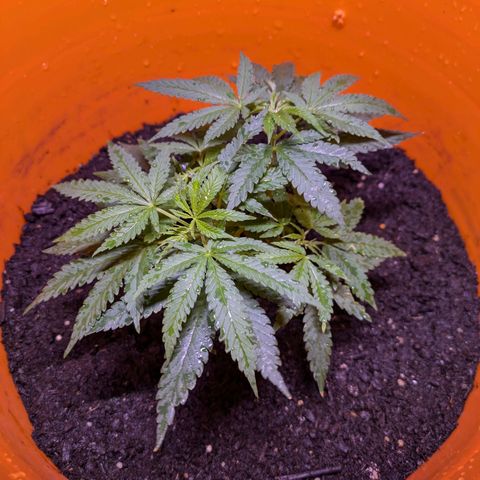 BIG BURTHA growlog timeline photo