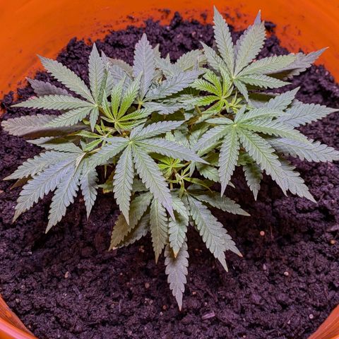 BIG BURTHA growlog photo: After watering.