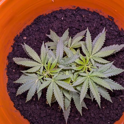BIG BURTHA growlog photo: After watering.