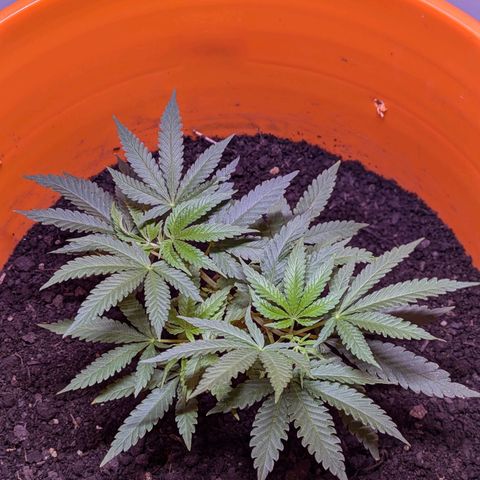 BIG BURTHA growlog timeline photo