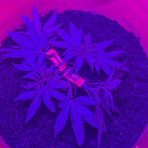 BIG BURTHA growlog photo: Clips + halted advanced nutes & liquid plant food half water