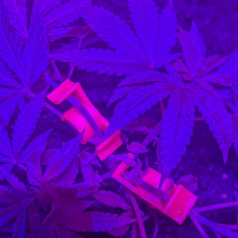 BIG BURTHA growlog photo: Clips + halted advanced nutes & liquid plant food half water