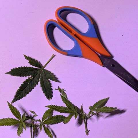BIG BURTHA growlog timeline photo