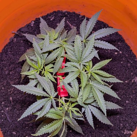 BIG BURTHA growlog timeline photo