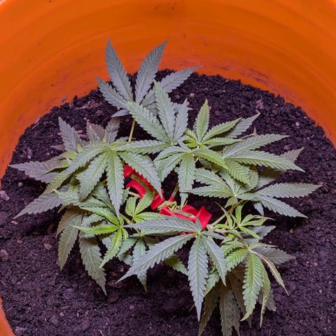 BIG BURTHA growlog timeline photo