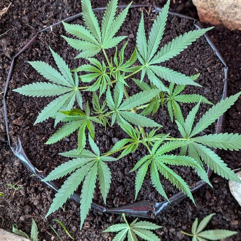 BIG BURTHA growlog timeline photo