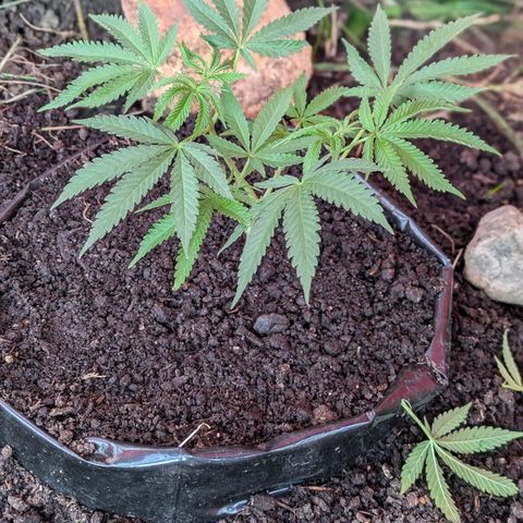 BIG BURTHA growlog timeline photo