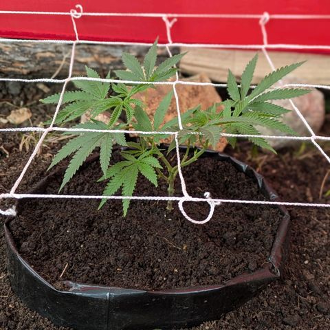 BIG BURTHA growlog timeline photo