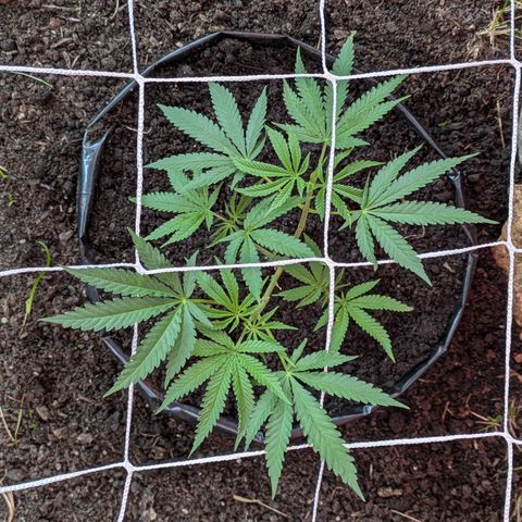 BIG BURTHA growlog timeline photo