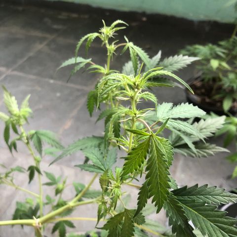 Dark growlog photo: Parece estar entrando na floração. 