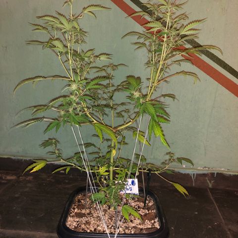 Dark growlog photo: Entrou na floração 