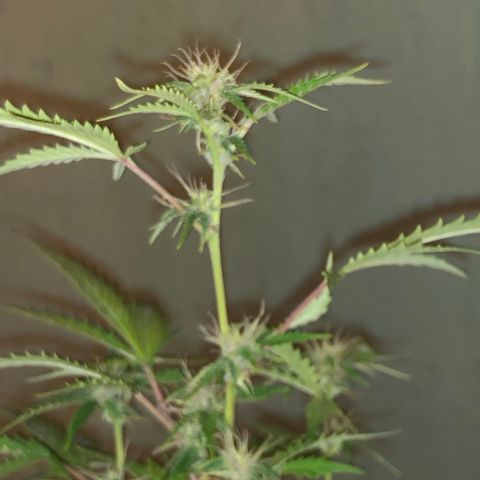 Dark growlog photo: Entrou na floração 
