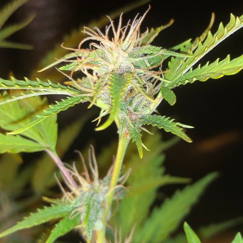 Dark growlog photo: Floração dark 