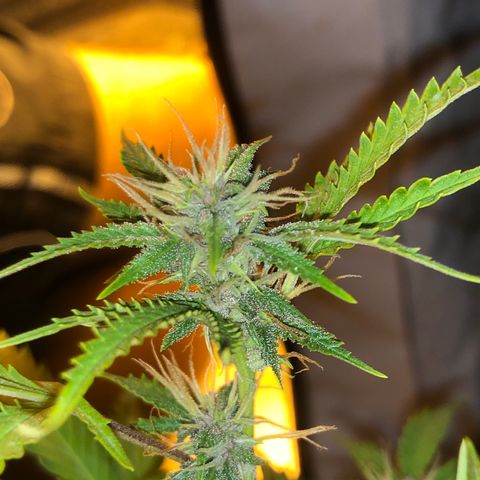 Dark growlog photo: Floração dark 