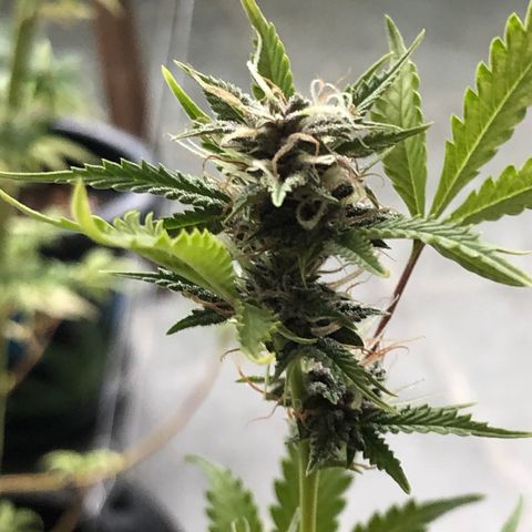 Dark growlog photo: Crescimento dos budds 