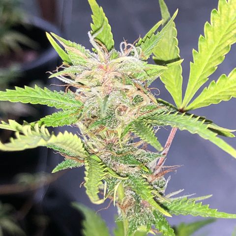Dark growlog photo: Crescimento dos budds 