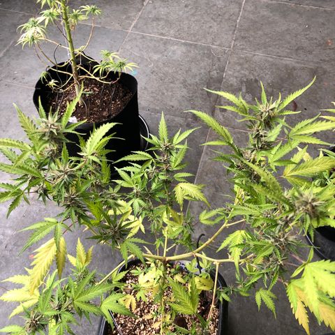 Dark growlog photo: Crescimento dos budds 