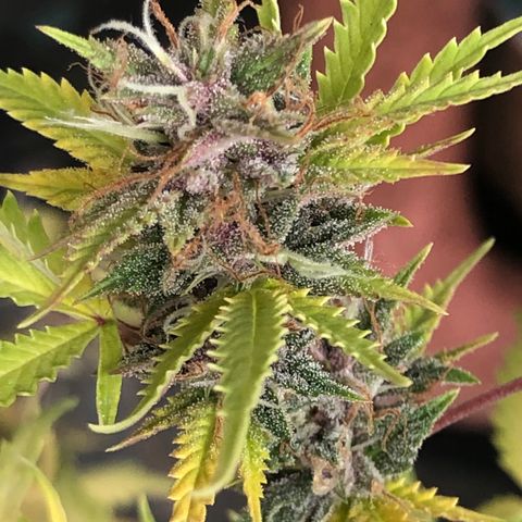 Dark growlog photo: Buds crescendo, mas folhas bem claras 
