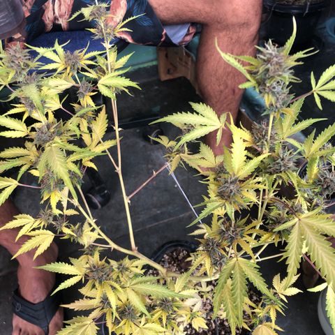 Dark growlog photo: Buds crescendo, mas folhas bem claras 
