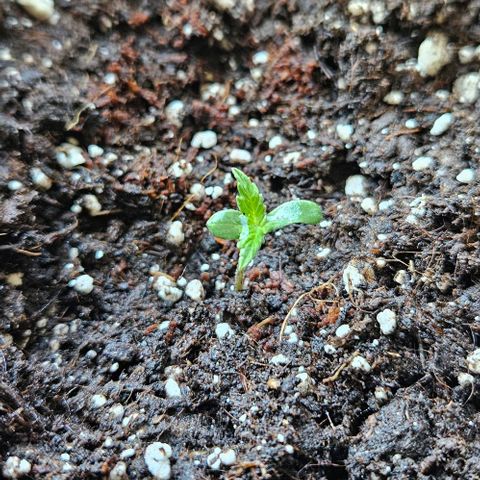 Sticky Orange XXL Automatic 1 growlog timeline photo