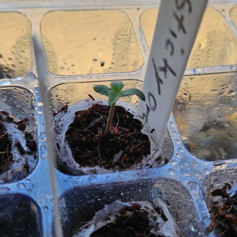 Sticky Orange XXL Automatic growlog timeline photo