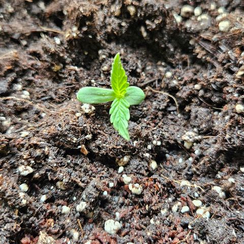 Sticky Orange XXL Automatic 1 growlog timeline photo