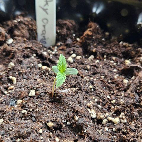 Sticky Orange XXL Automatic growlog timeline photo