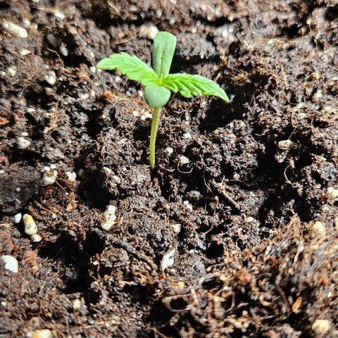 Sticky Orange XXL Automatic 1 growlog timeline photo