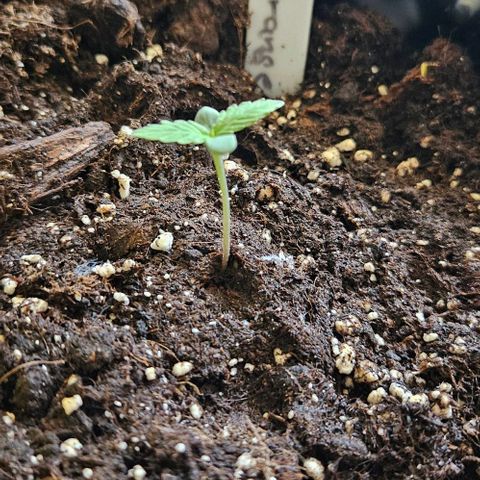 Sticky Orange XXL Automatic growlog timeline photo
