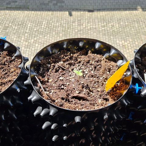 Sticky Orange XXL Automatic 1 growlog timeline photo
