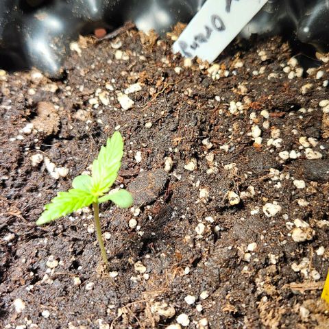Sticky Orange XXL Automatic 1 growlog timeline photo