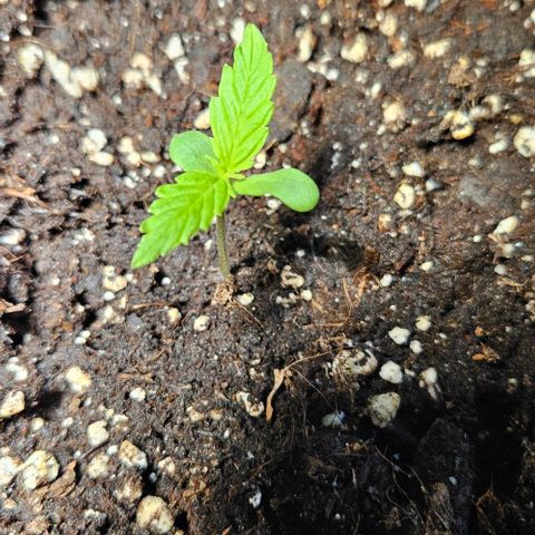 Sticky Orange XXL Automatic 1 growlog timeline photo