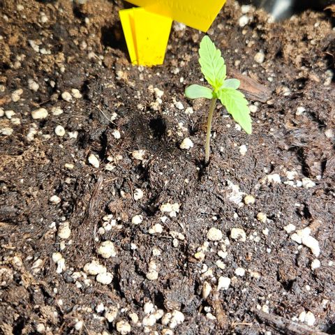 Sticky Orange XXL Automatic growlog timeline photo
