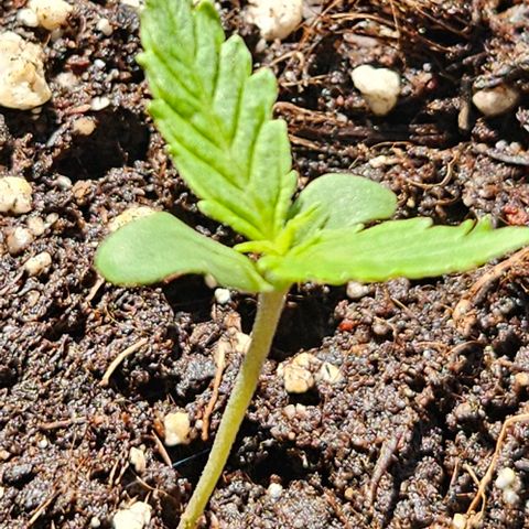 Sticky Orange XXL Automatic 1 growlog timeline photo