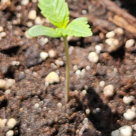 Sticky Orange XXL Automatic growlog timeline photo