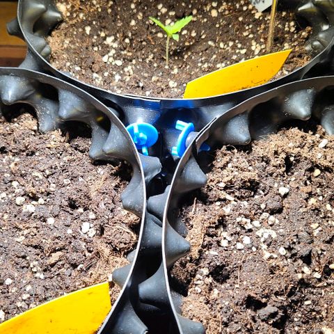 Sticky Orange XXL Automatic 1 growlog timeline photo