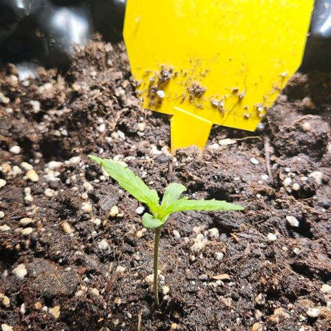 Sticky Orange XXL Automatic 1 growlog timeline photo