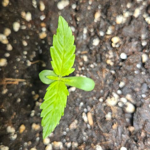 Sticky Orange XXL Automatic 1 growlog timeline photo