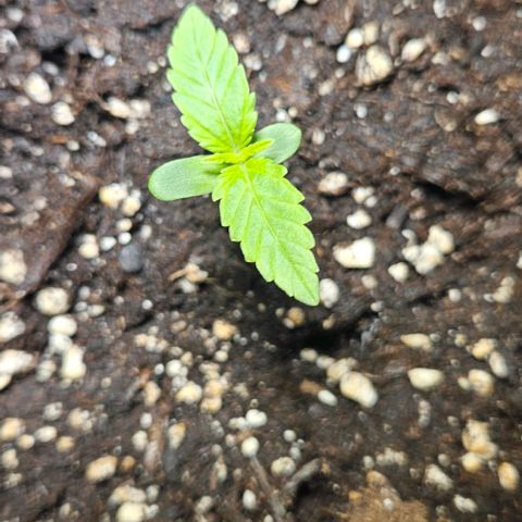Sticky Orange XXL Automatic growlog timeline photo