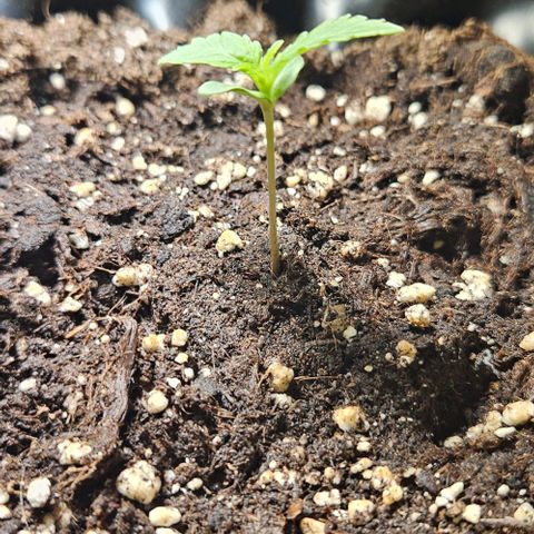 Sticky Orange XXL Automatic growlog timeline photo