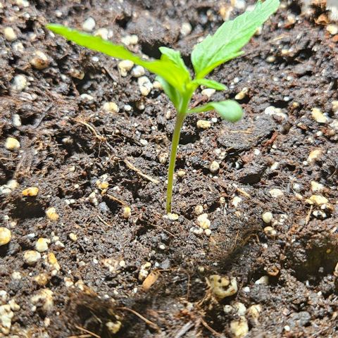 Sticky Orange XXL Automatic 1 growlog timeline photo