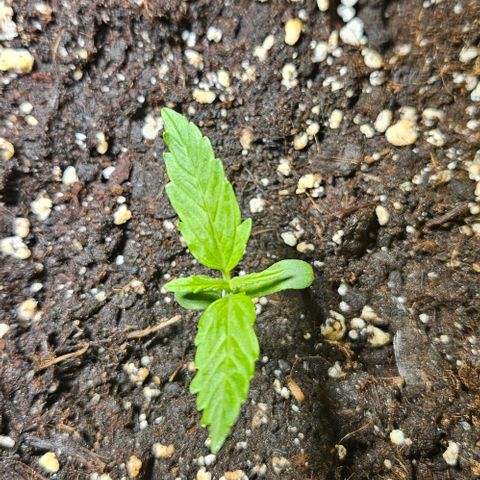 Sticky Orange XXL Automatic 1 growlog timeline photo