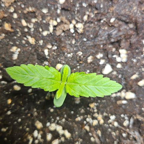 Sticky Orange XXL Automatic growlog timeline photo