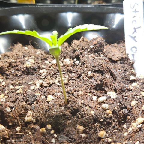 Sticky Orange XXL Automatic growlog timeline photo
