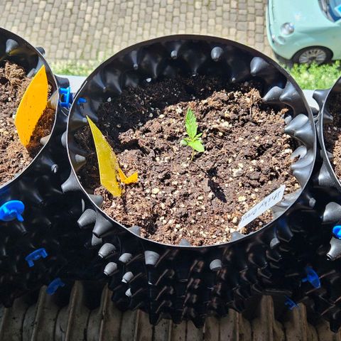 Sticky Orange XXL Automatic 1 growlog timeline photo