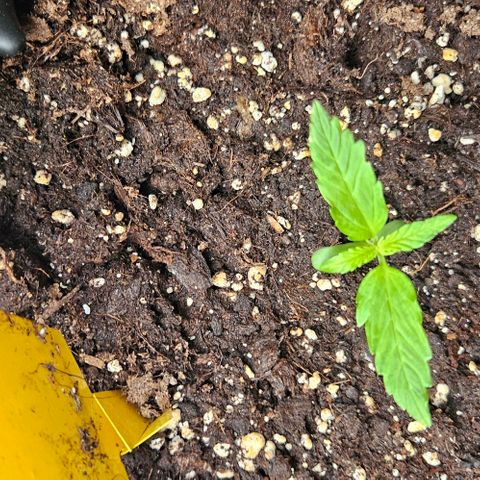 Sticky Orange XXL Automatic 1 growlog timeline photo