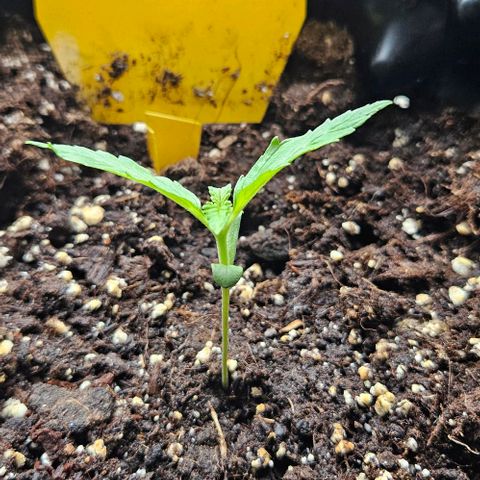 Sticky Orange XXL Automatic 1 growlog timeline photo