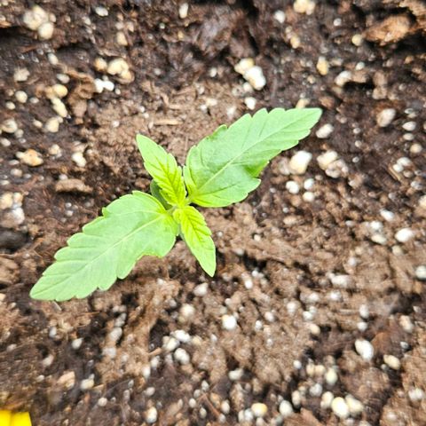 Sticky Orange XXL Automatic growlog timeline photo