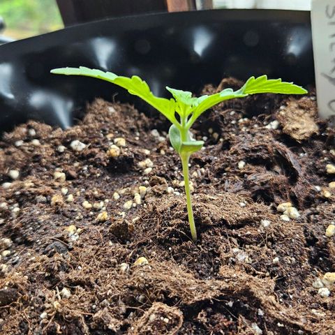 Sticky Orange XXL Automatic growlog timeline photo