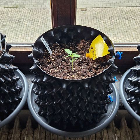 Sticky Orange XXL Automatic 1 growlog timeline photo
